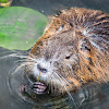 Nutria