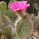Plains Prickly-Pear cactus