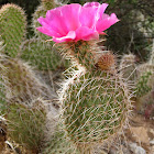 Plains Prickly-Pear cactus