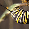 Monarch caterpillar