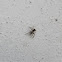 Saitis jumping spider