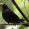 Common Blackbird