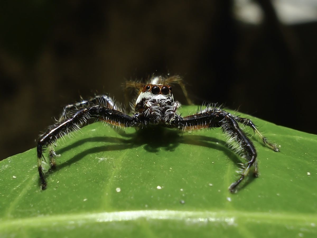 Male Two-Stripe Jumping Spider