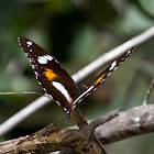 Varied Eggfly Butterfly