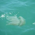 Blue Blubber Jellyfish