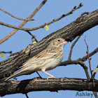 Vesper Sparrow