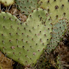 Prickly pear cladode