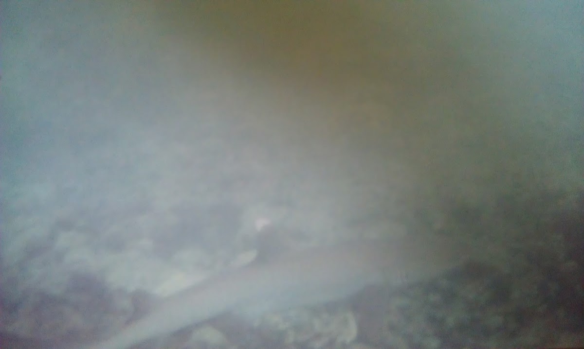 White tip reef shark