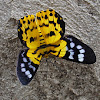 False Tiger Moth  