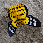 False Tiger Moth  