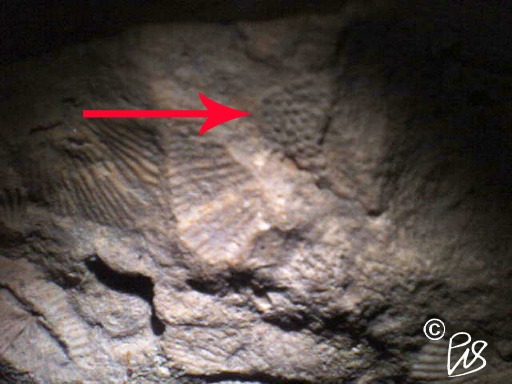 Crinoid Fossil