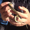 Eastern Gartner Snake