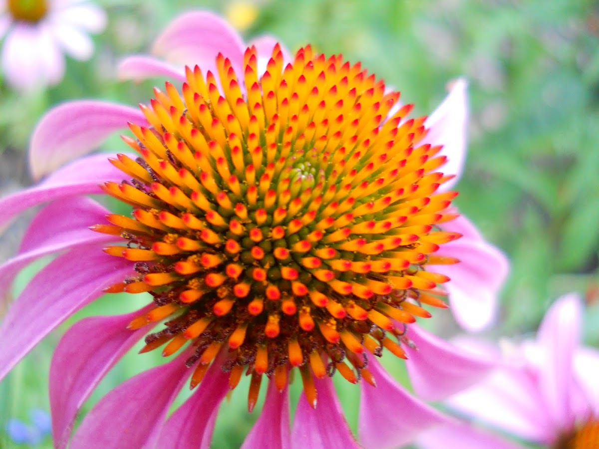 Tennessee Cone Flower