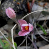 Salmon Sun-orchid
