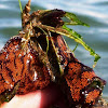 Botrylloides / actinia/Chain Sea Squirts or Chain Tunicates