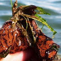 Botrylloides / actinia/Chain Sea Squirts or Chain Tunicates