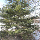 White Spruce