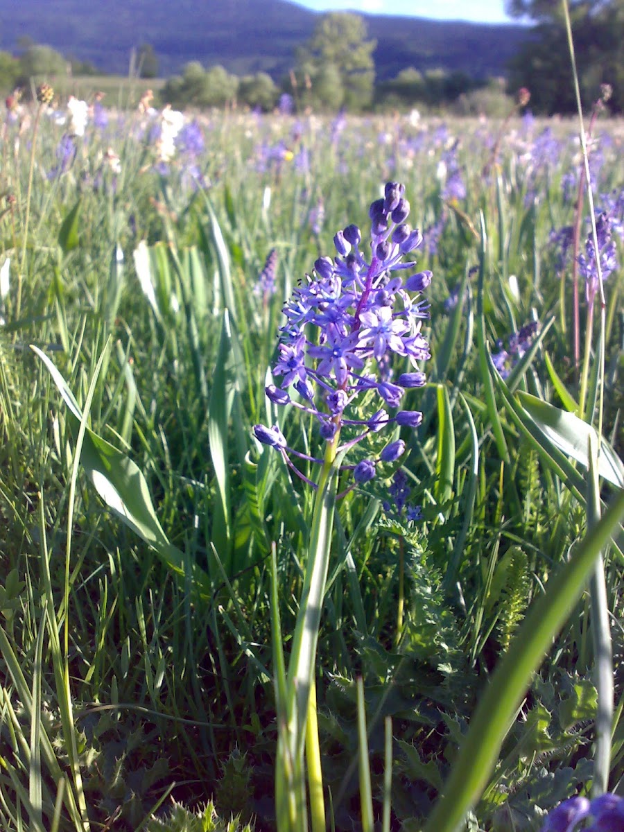 The Amethyst Meadow Squill