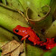 Poison dart Frog