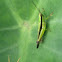 katydid and spider