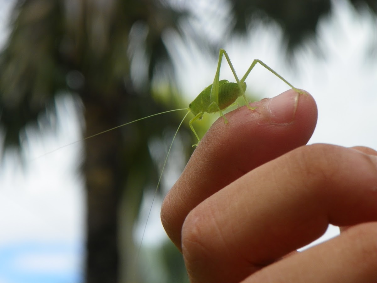Florida false katydid