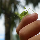 Florida false katydid