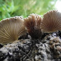 Split gill fungus