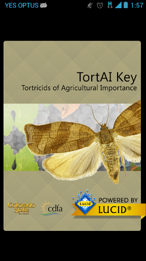 TortAI Key