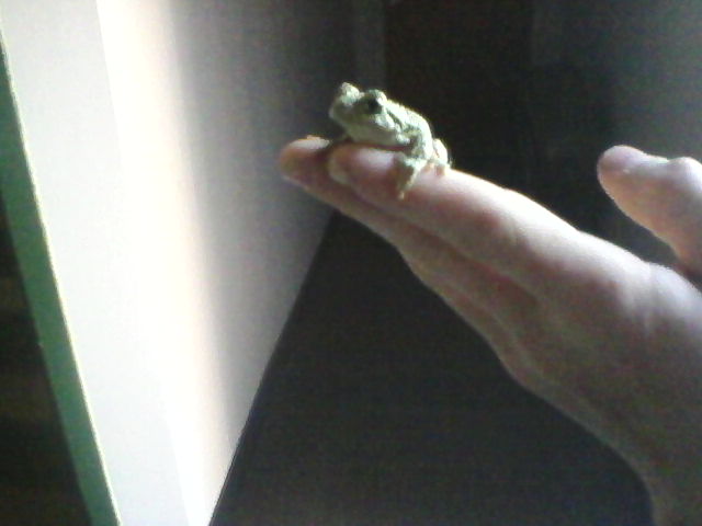 Tree frog