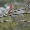 Northern Cardinal 3 Males