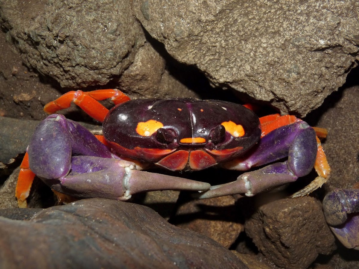 Pacific land crab