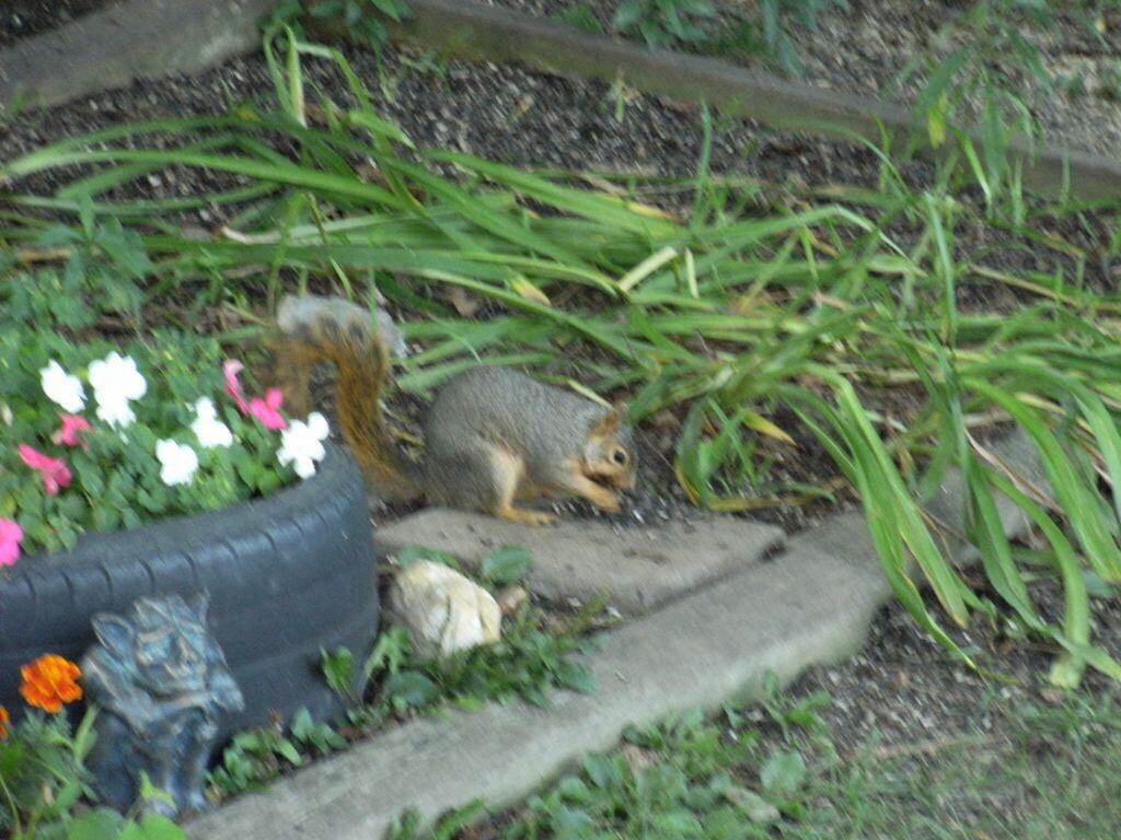 Easter gray squirrel