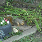 Easter gray squirrel