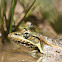 Rana leopardo, Rio Grande Leopard Frog