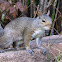 Eastern gray squirrel