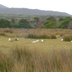 Sulphur-crested Cockatoo