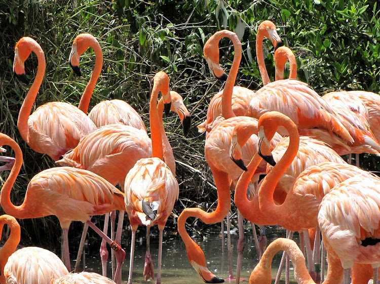 Pink flamingos at Elbow Beach in Bermuda (with apologies to John Waters). 