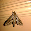 Impatiens hawk moth