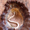 shell with worm