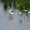 Greater Flamingo(es)