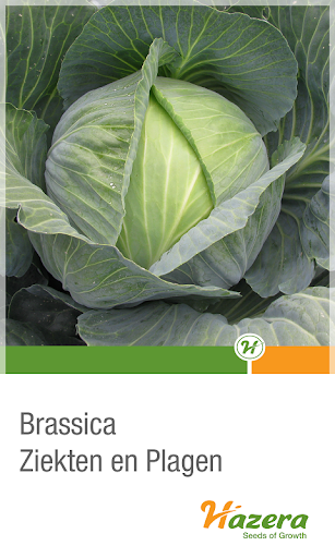 Brassica diseases