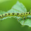 Transverse Moth Caterpillar