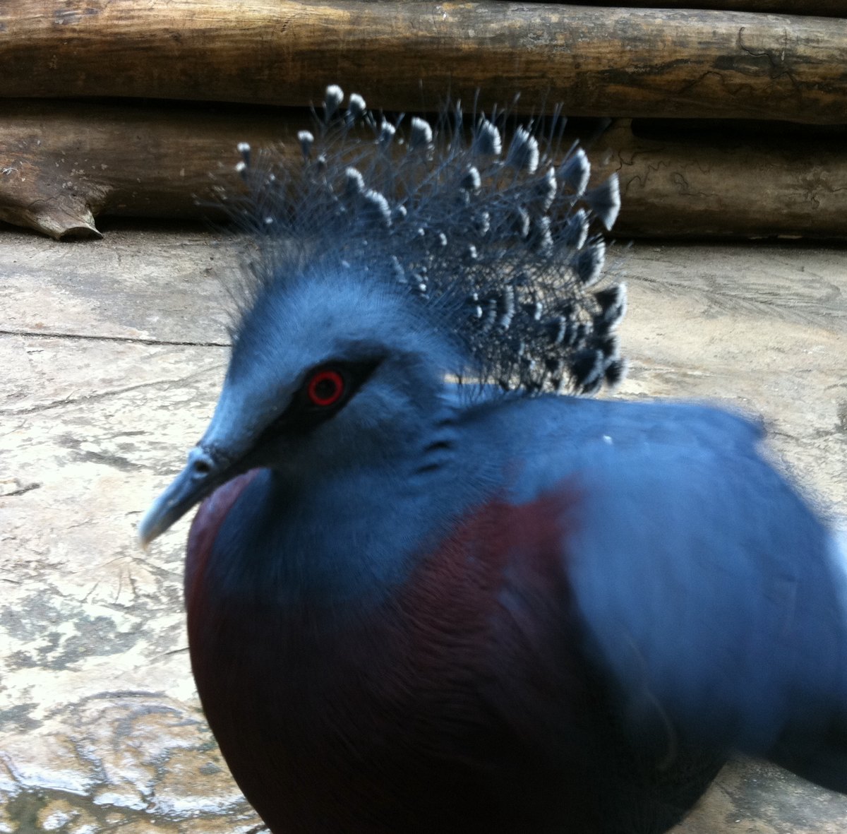  Victoria Crowned Pigeon