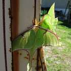 Luna Moth