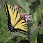 Two-tailed Swallowtail