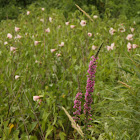 Purple Loosestrife