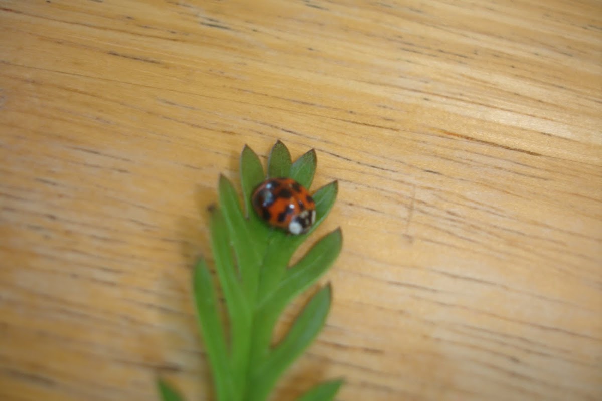 Asian ladybeetle