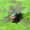 Green bottle blowfly