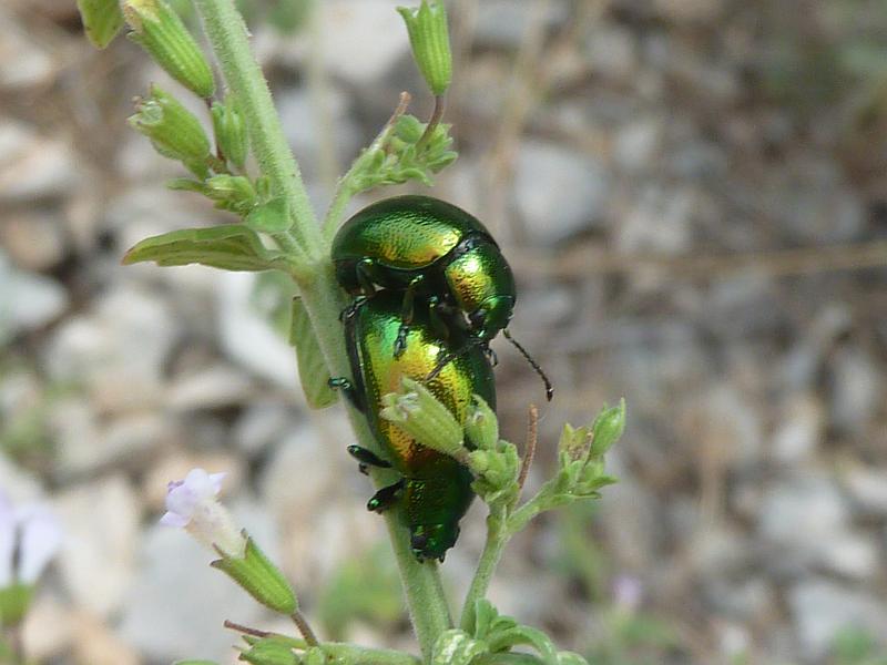 Beetle sp