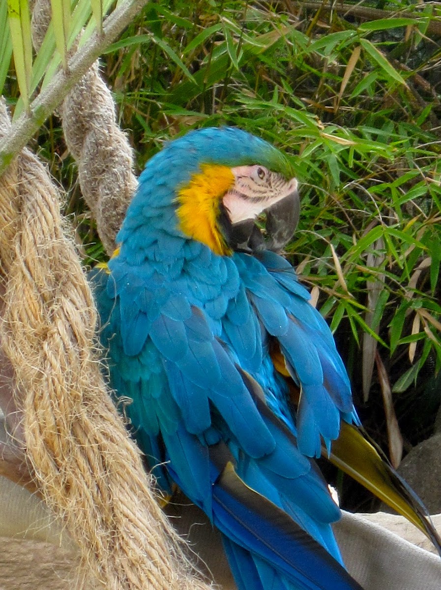 Blue-and Gold Macaw